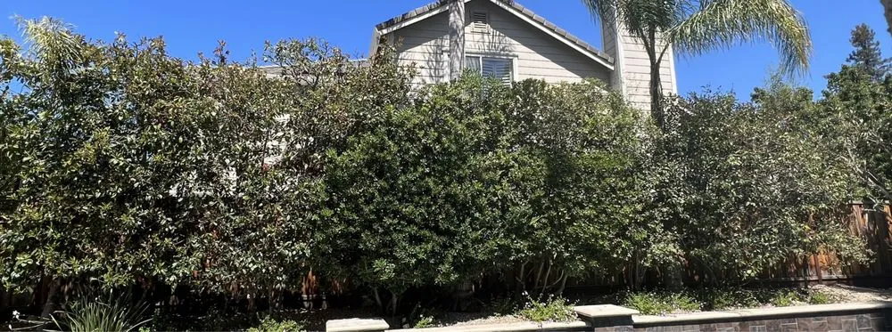 Expert yard cleanup service experts serving Martinez, CA - C&W Tree And Landscape