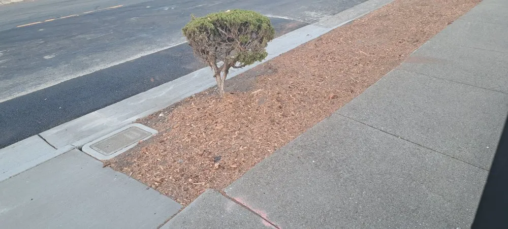 Local lawn care service near you in Martinez, CA by C&W Tree And Landscape