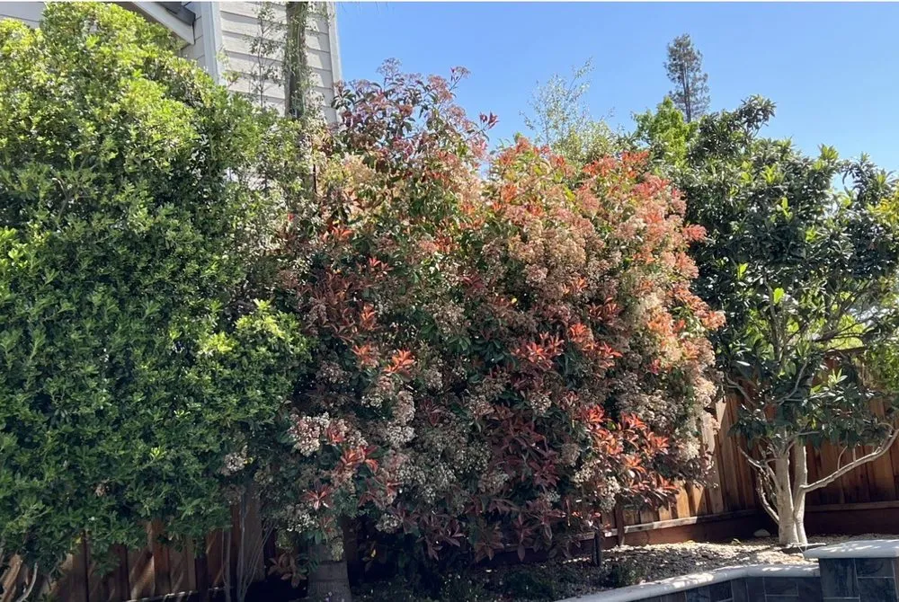 Professional landscape installation experts serving Martinez, CA - C&W Tree And Landscape