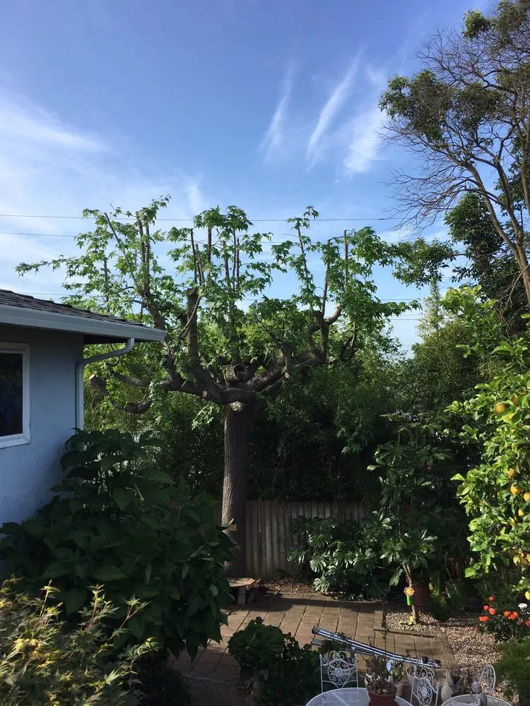 Top-rated landscape installation for residential properties in Martinez, CA by C&W Tree And Landscape