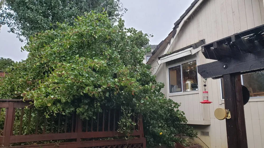 Reliable yard maintenance experts serving Martinez, CA - C&W Tree And Landscape