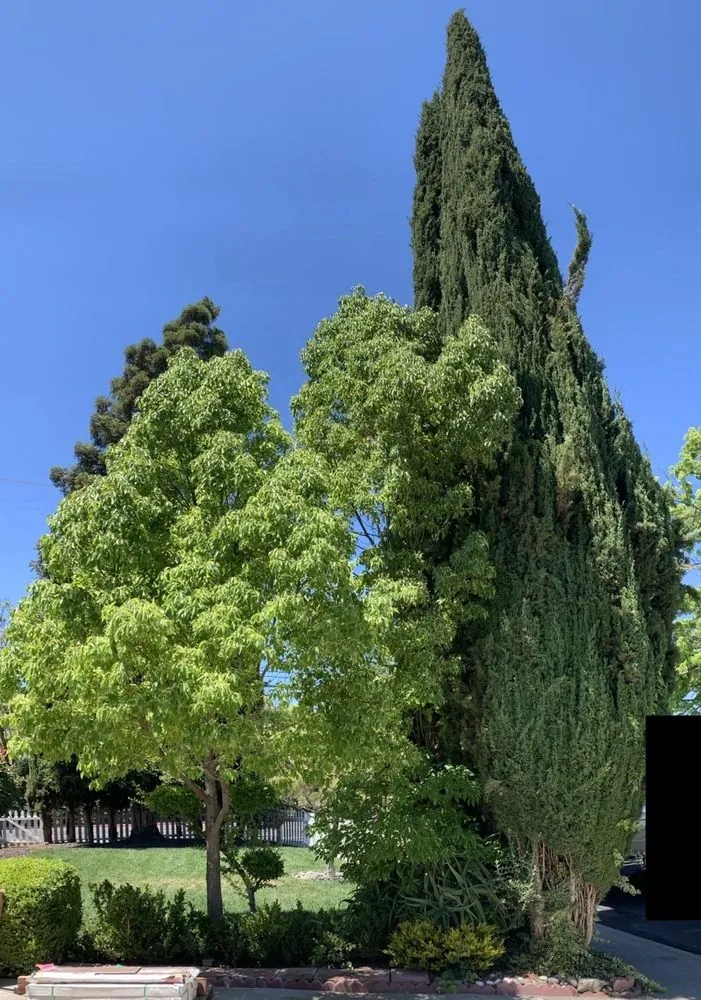 Affordable landscaping services in Martinez, CA by C&W Tree And Landscape