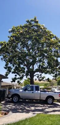 C&W Tree And Landscape