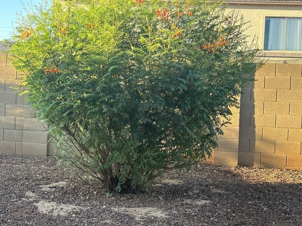 Custom landscaping services for beautiful yards across Surprise, AZ - CWC Landscaping