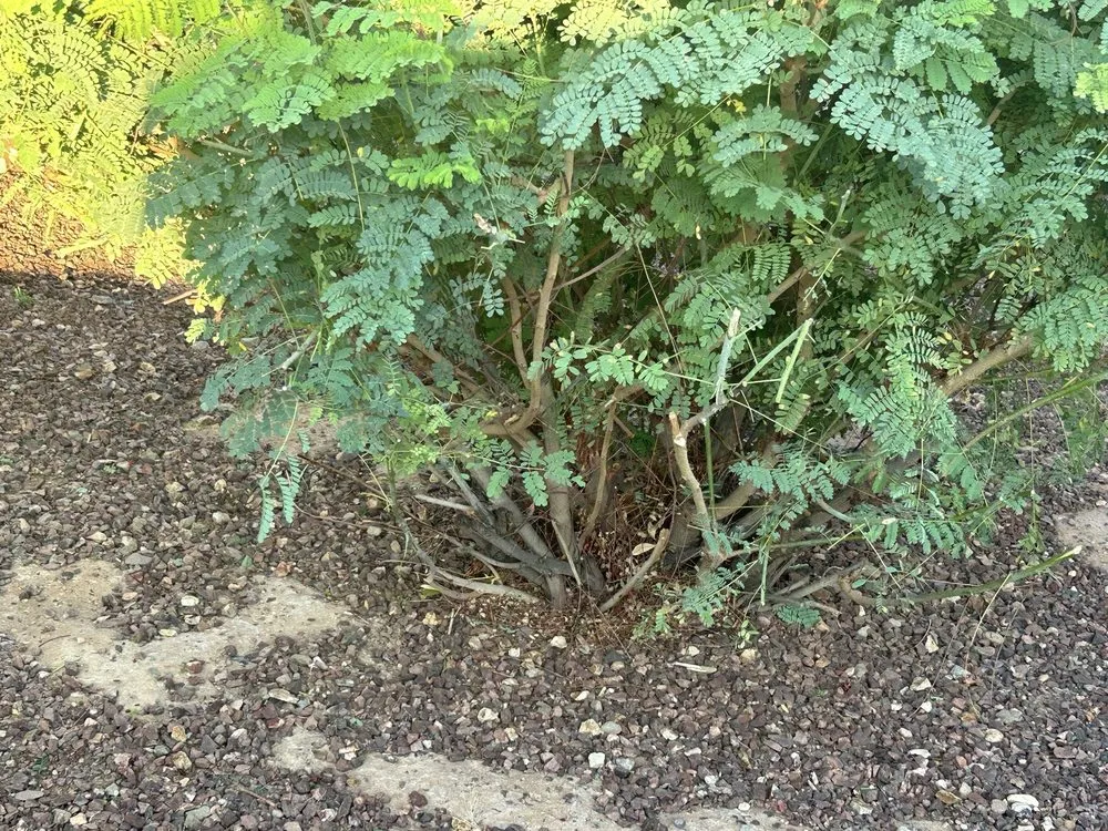 Local landscape design in Surprise, AZ by CWC Landscaping