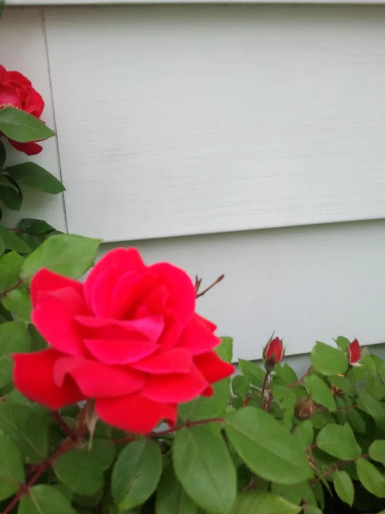 Expert landscape design for year-round maintenance across Keansburg, NJ - CWG Complete Grounds Maintenance