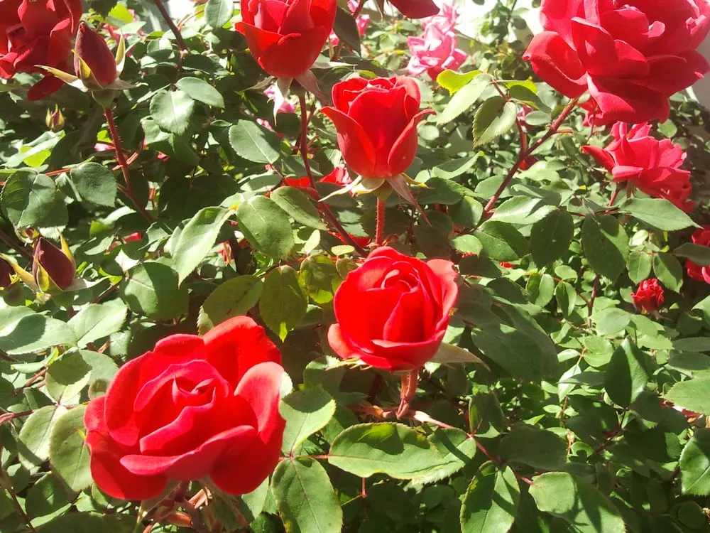 Top-rated lawn mowing service with custom design in Keansburg, NJ by CWG Complete Grounds Maintenance