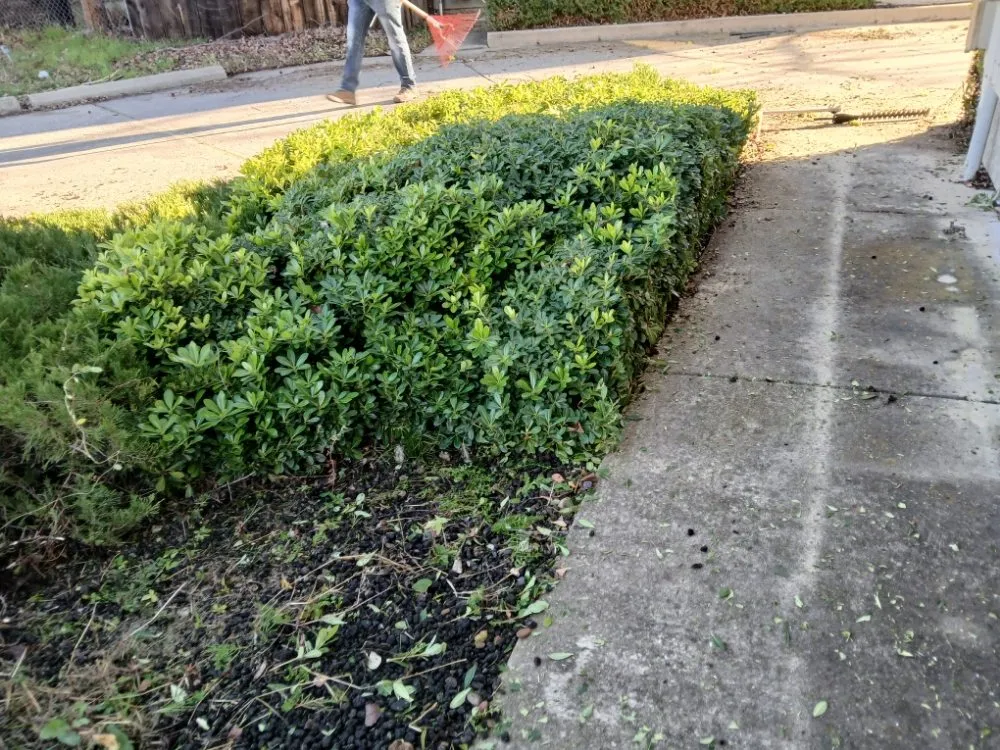 Affordable landscape installation in Cottonwood, CA - CX Lawn Care & More