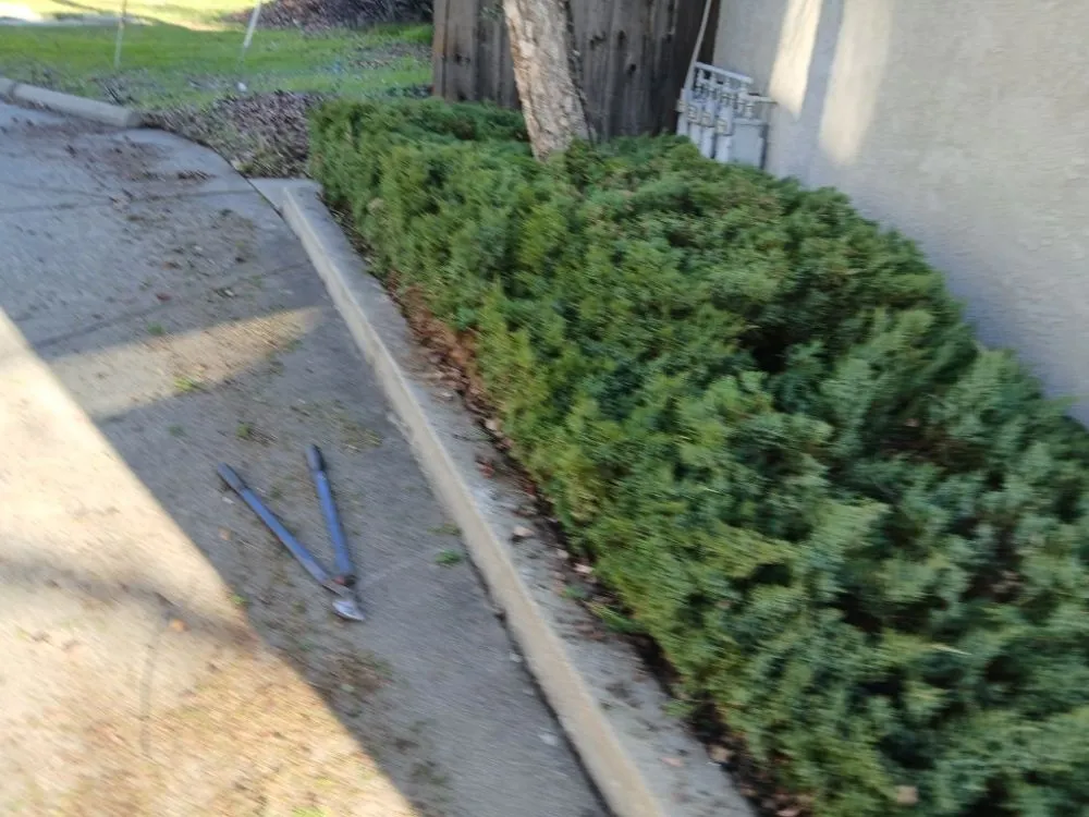 Expert residential landscaping experts serving Cottonwood, CA - CX Lawn Care & More