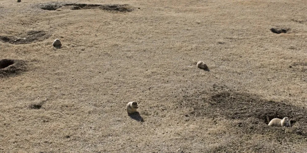 Professional lawn mowing service for outdoor upgrades in Eaton, CO by CX1 Ag Services