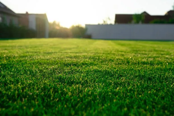 Reliable yard cleanup service in Burleson, TX - Cx5 Lawn Care