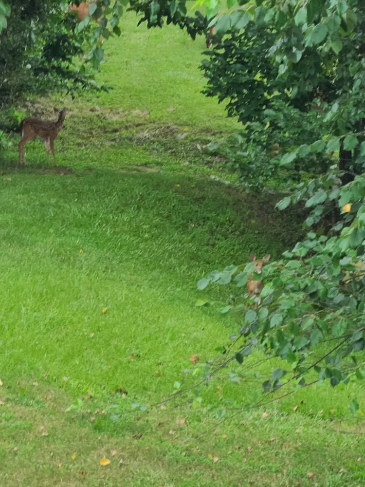 Professional landscaping services with custom design across Killeen, TX - Cyber Blades