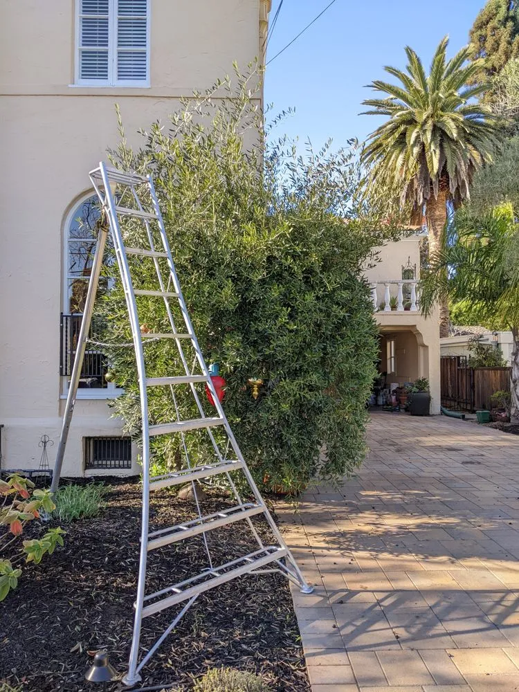 Local landscaping services experts serving Greenview, CA - Cycling Arborist