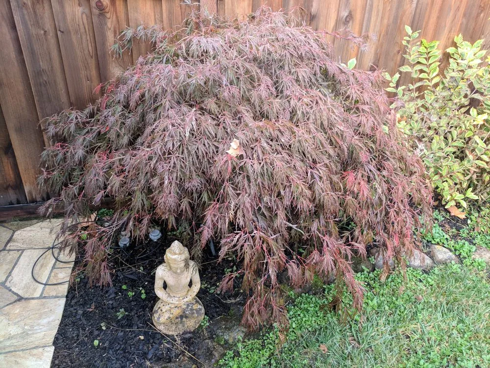 Top-rated garden landscaping in Greenview, CA by Cycling Arborist