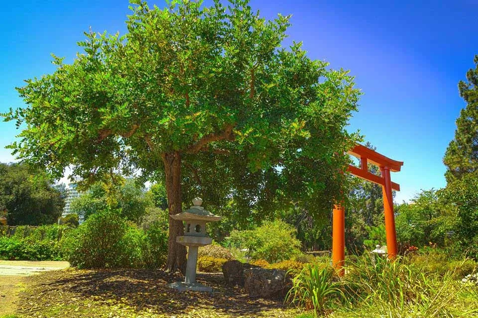 Trusted lawn care service in Greenview, CA - Cycling Arborist