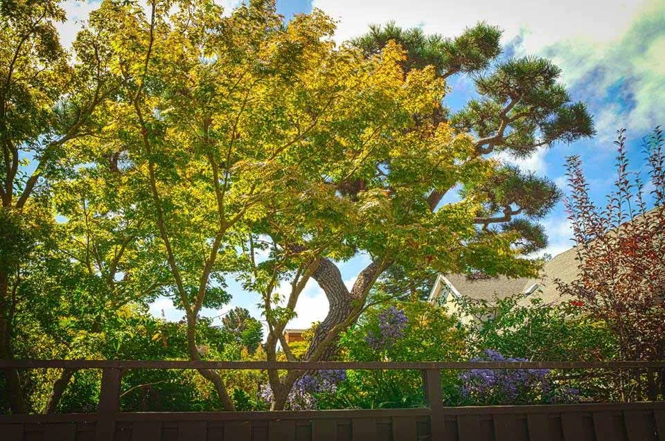 Reliable yard cleanup service for homes across Greenview, CA - Cycling Arborist