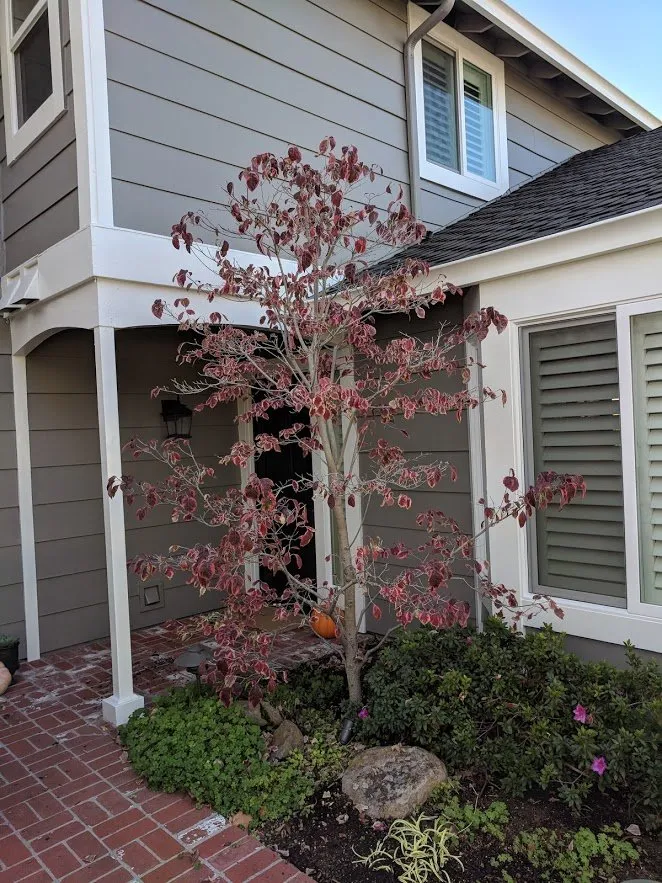 Local landscaping services in Greenview, CA - Cycling Arborist
