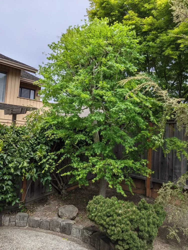 Top-rated landscape design with custom design in Greenview, CA by Cycling Arborist