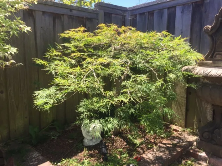 Custom lawn mowing service experts serving Greenview, CA - Cycling Arborist