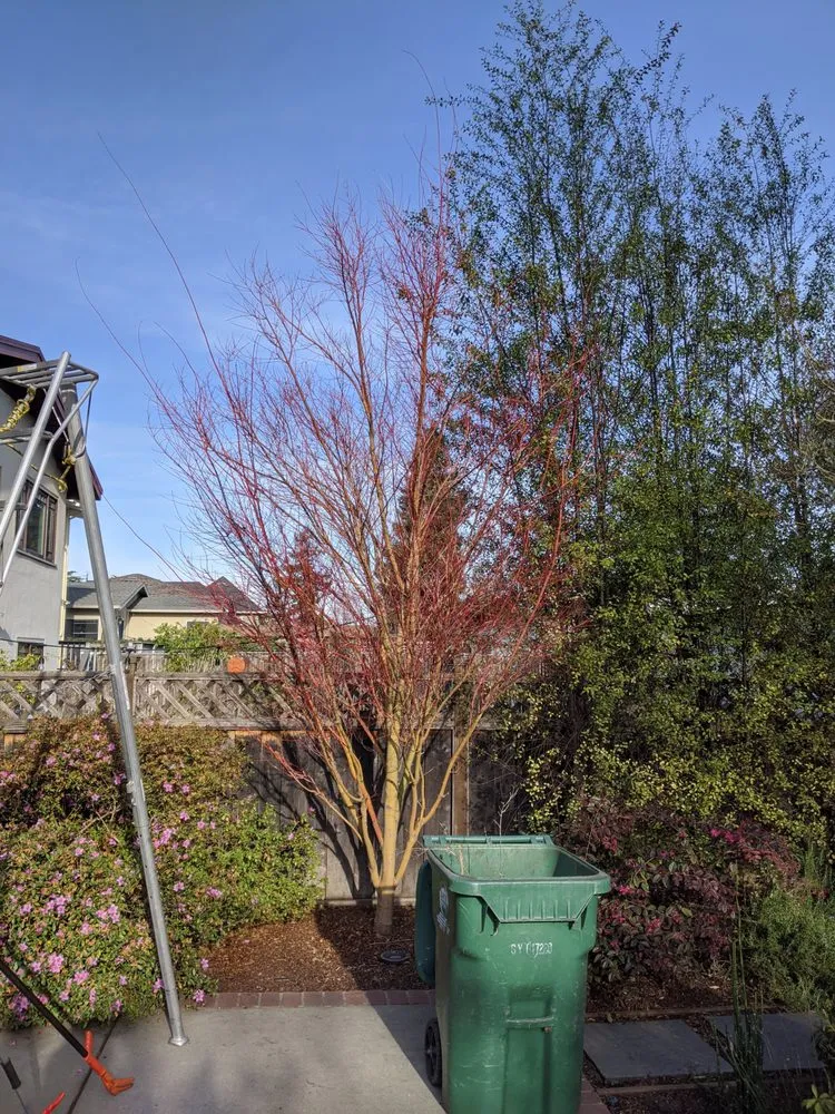 Trusted landscape design in Greenview, CA - Cycling Arborist