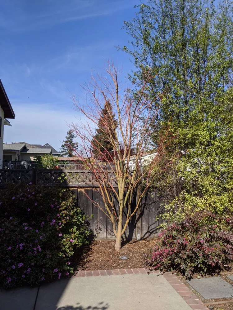 Top-rated garden landscaping near you in Greenview, CA by Cycling Arborist