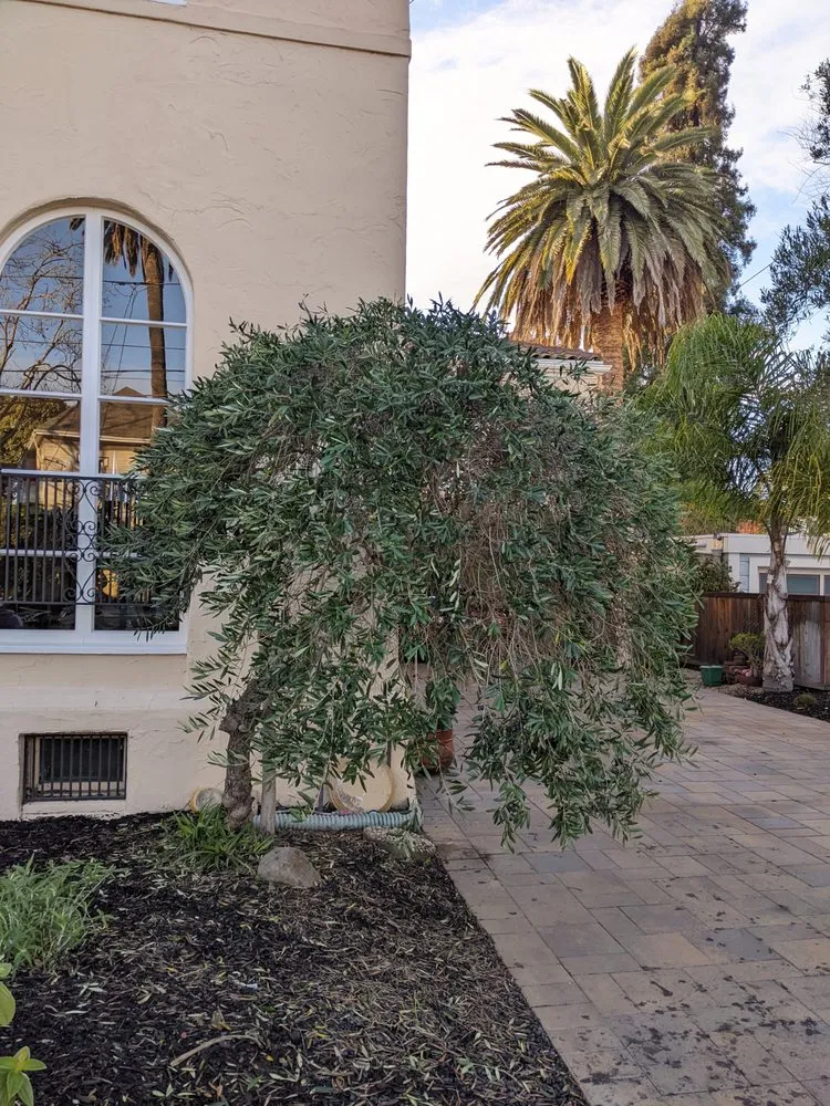 Affordable landscape installation experts serving Greenview, CA - Cycling Arborist