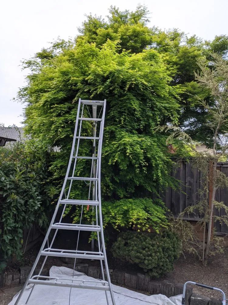 Affordable yard cleanup service for homes across Greenview, CA - Cycling Arborist