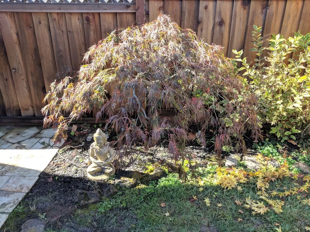Custom landscaping services in Greenview, CA - Cycling Arborist
