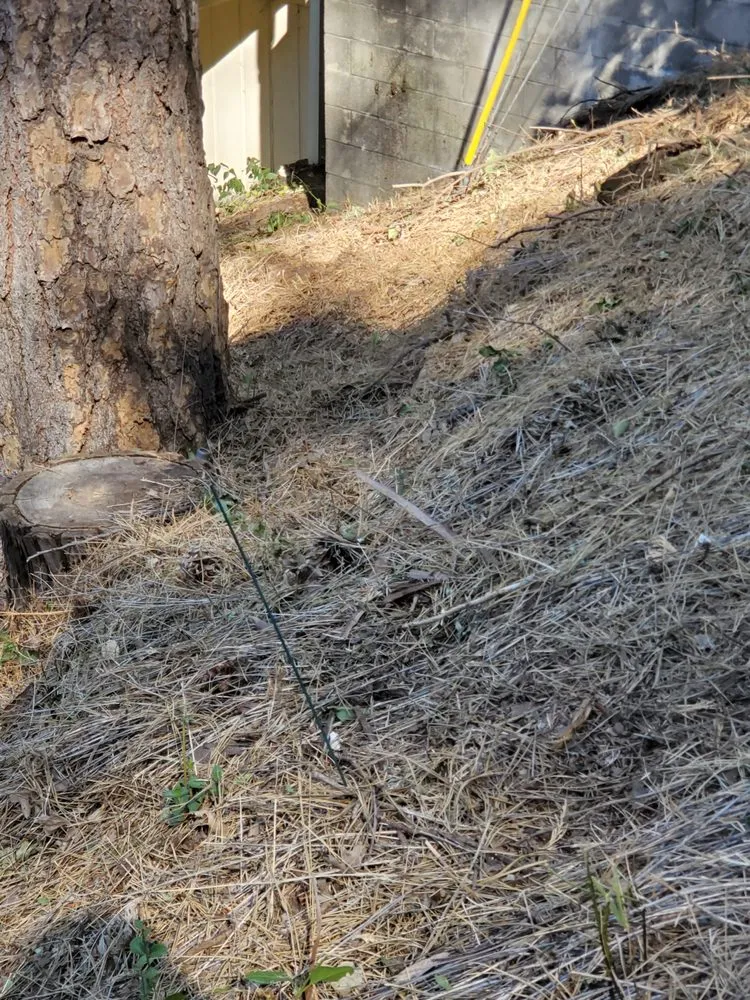 Reliable yard maintenance in Twin Peaks, CA by CYD Landscaping