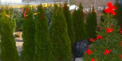 Custom yard maintenance experts serving North Bend, OH - Cyndi's Garden