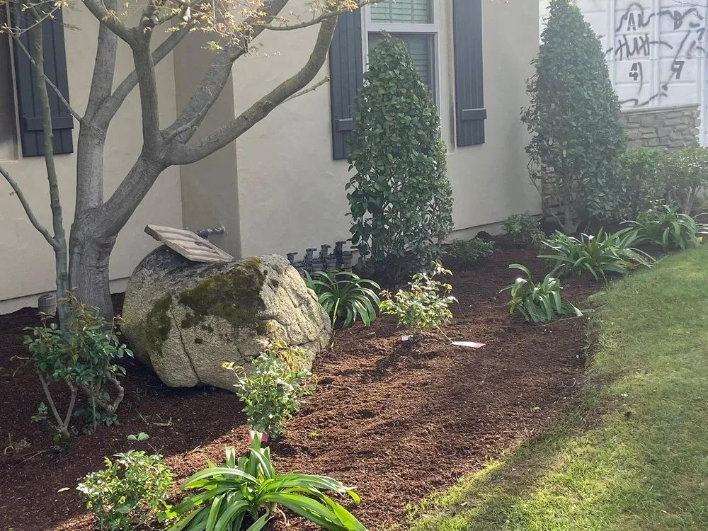 Local yard cleanup service in Fresno, CA by Cypress Creek Landscape