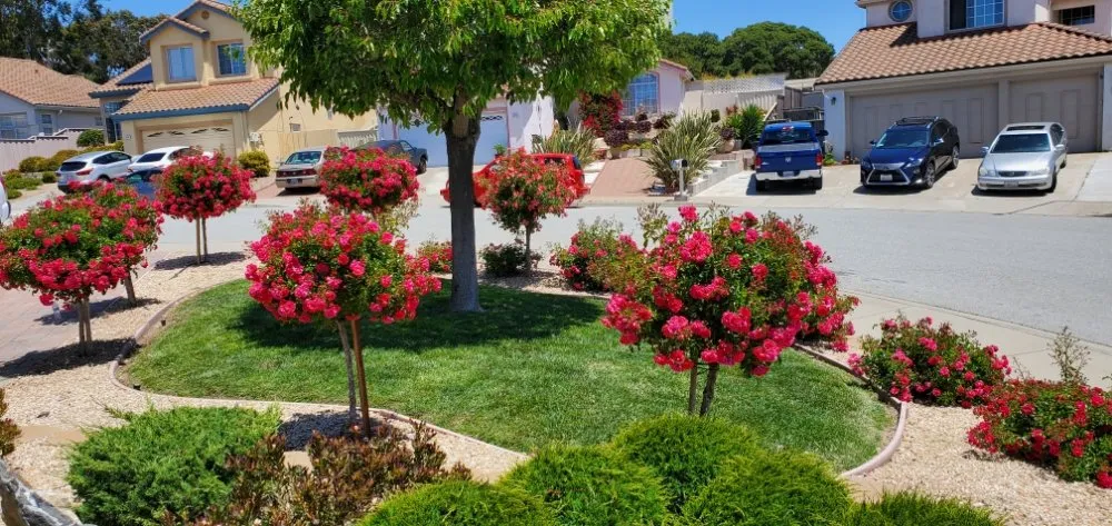 Affordable yard cleanup service near you across Marina, CA - Cypress Gardening Service