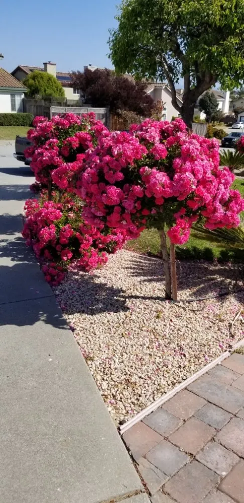 Expert landscape installation near you in Marina, CA by Cypress Gardening Service