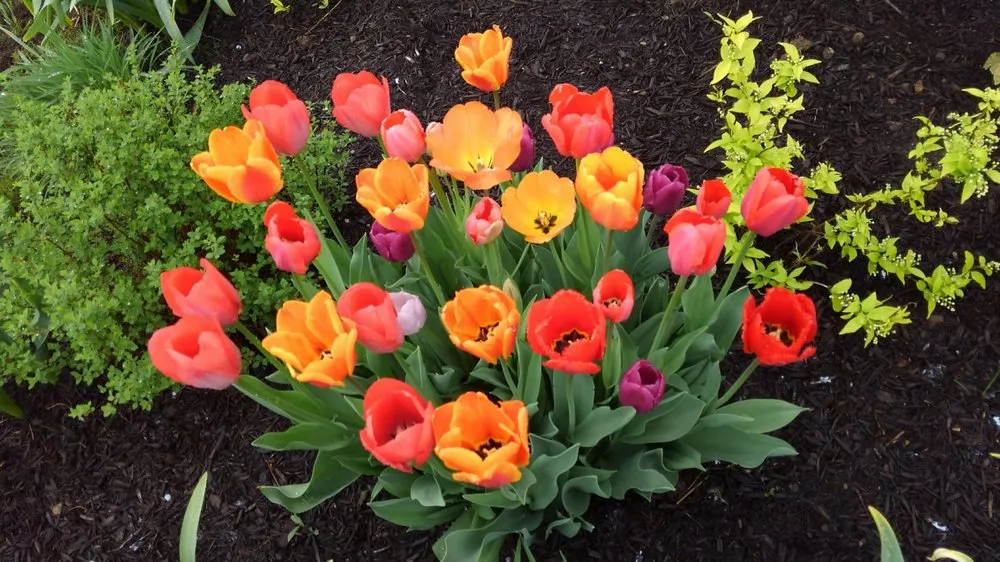 Local lawn care service in Hamilton, NJ by Cypress Holdings Group