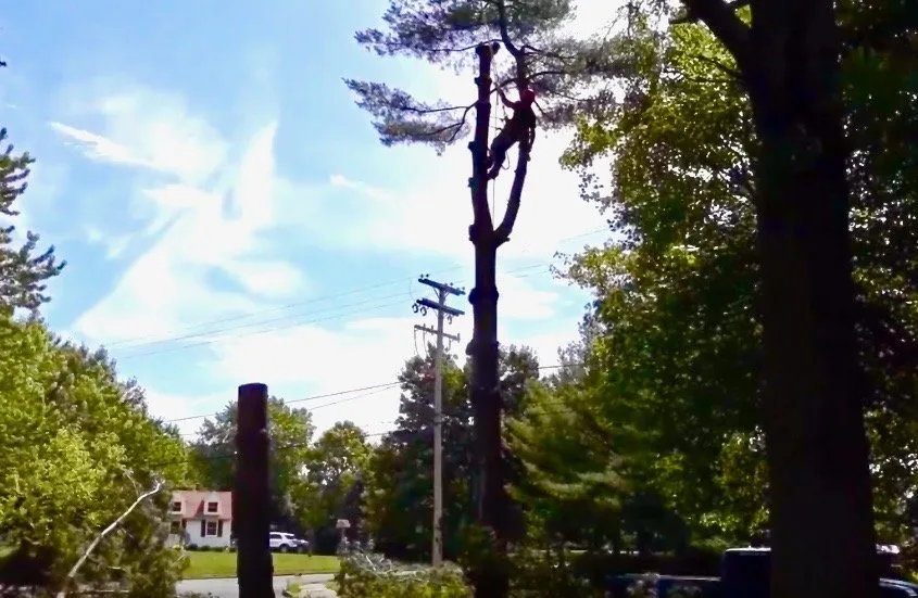 Local landscaping services in Hamilton, NJ - Cypress Holdings Group