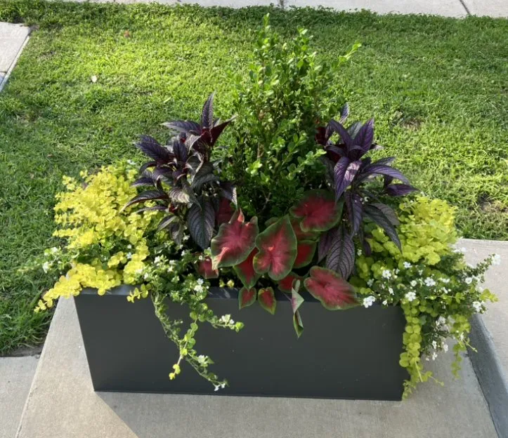 Professional landscape installation in Charleston, SC by Cypress Landscaping & Design