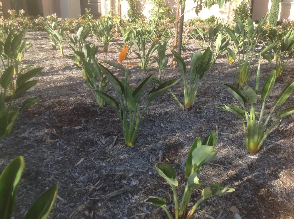 Affordable yard maintenance in Cypress, CA by Cypress Landscaping