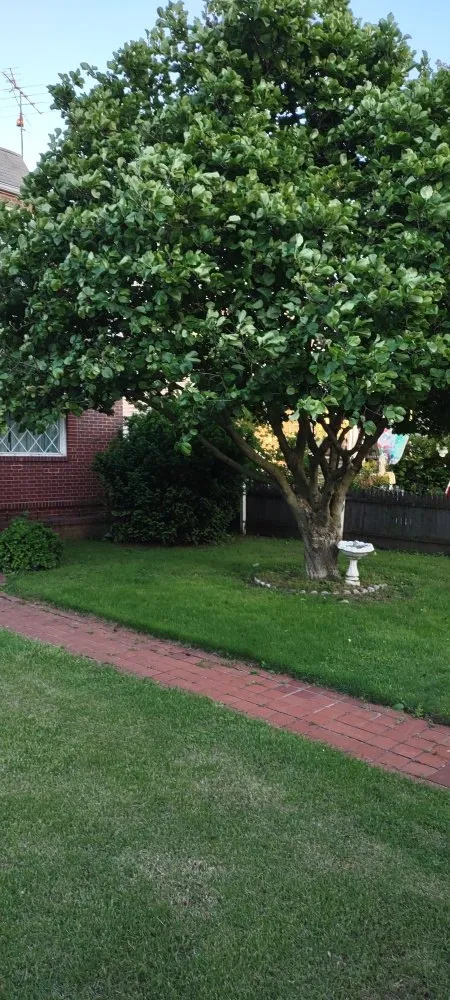 Professional yard cleanup service experts serving Dundalk, MD - Cypress Lawn & Landscape