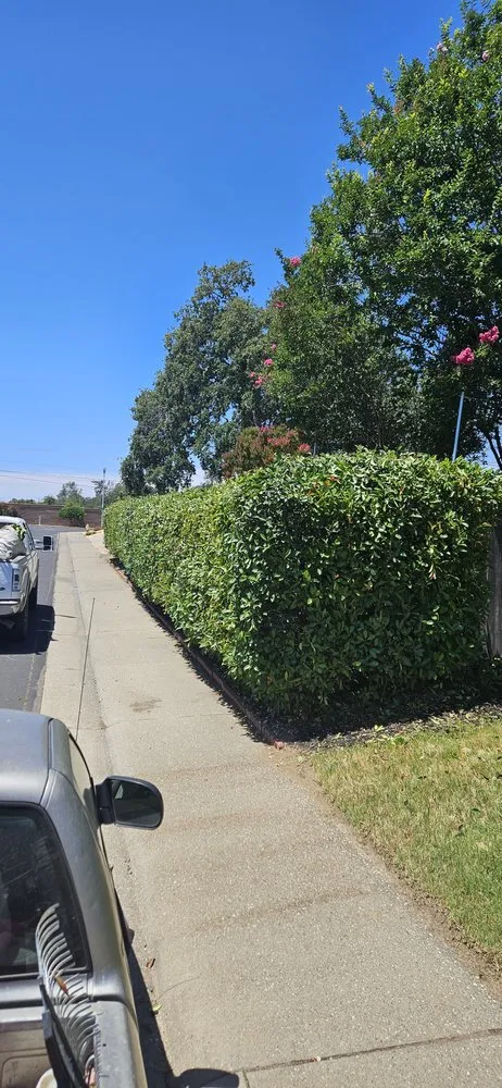 Local yard cleanup service in Roseville, CA - Cypress Maintenance