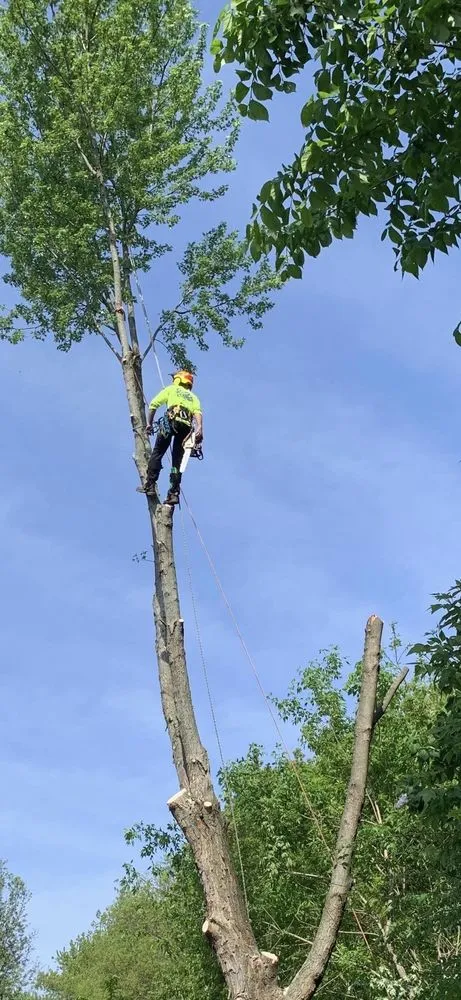 Local landscape installation in Carpentersville, IL - Cypress Tree Care & Landscaping