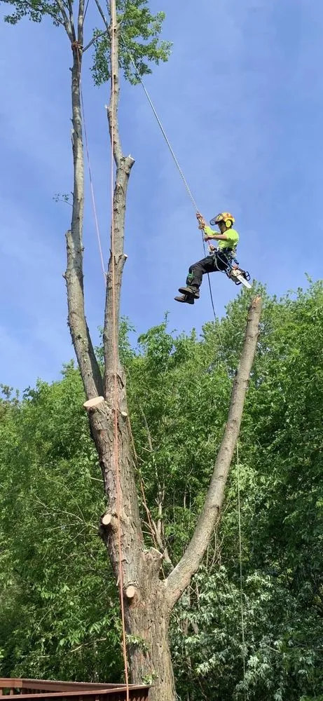 Expert yard cleanup service for year-round maintenance across Carpentersville, IL - Cypress Tree Care & Landscaping