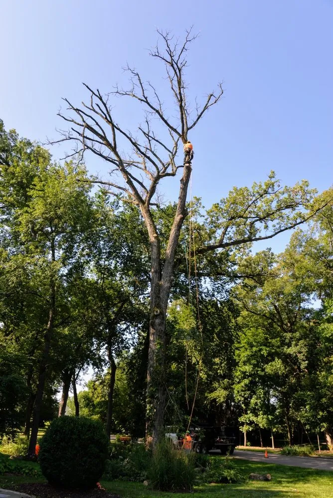 Affordable garden landscaping in Carpentersville, IL by Cypress Tree Care & Landscaping