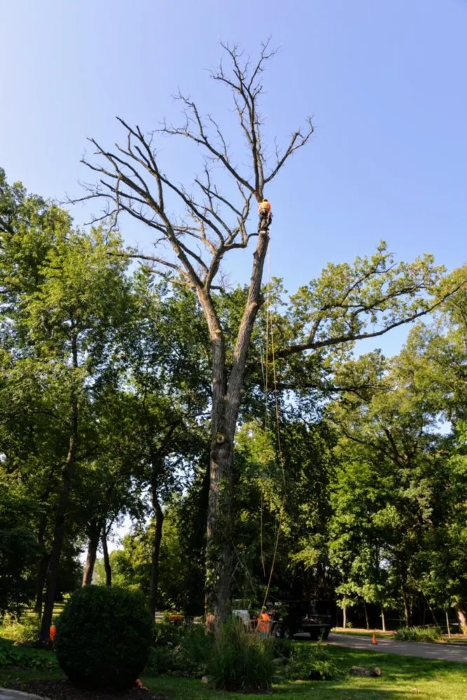 Trusted landscaping services in Carpentersville, IL by Cypress Tree Care & Landscaping