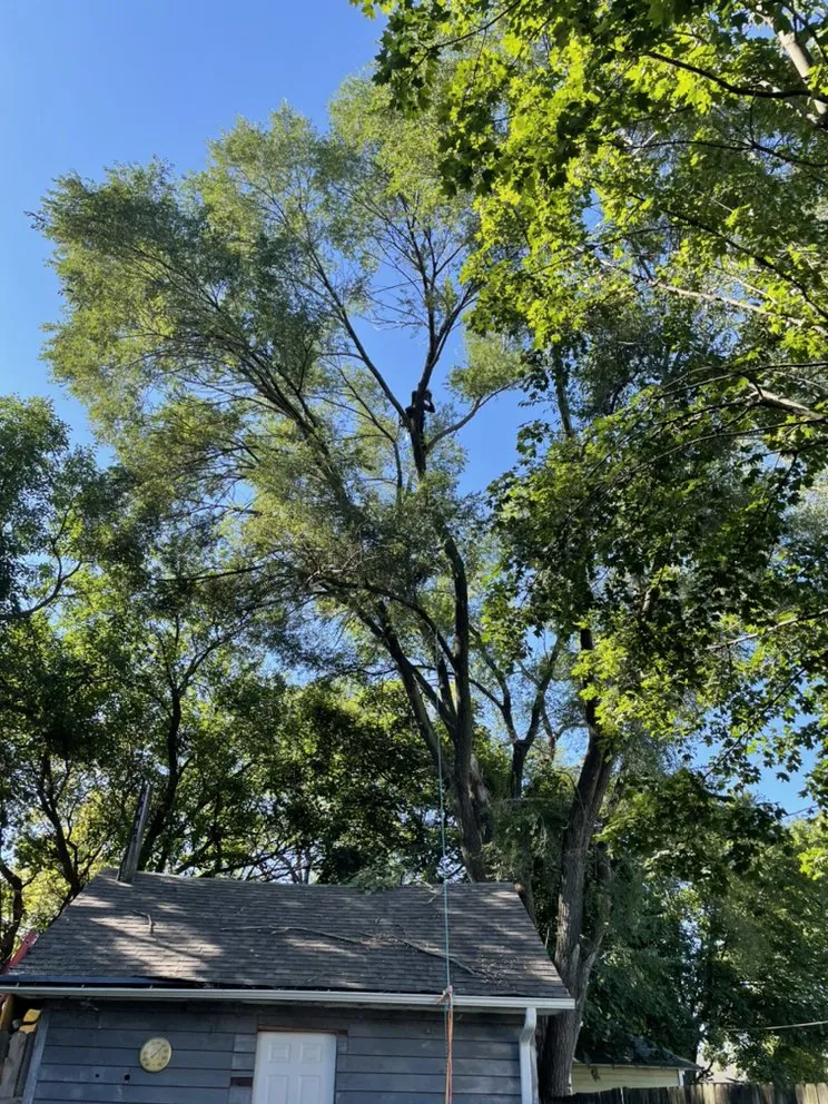 Professional landscaping services in Carpentersville, IL by Cypress Tree Care & Landscaping