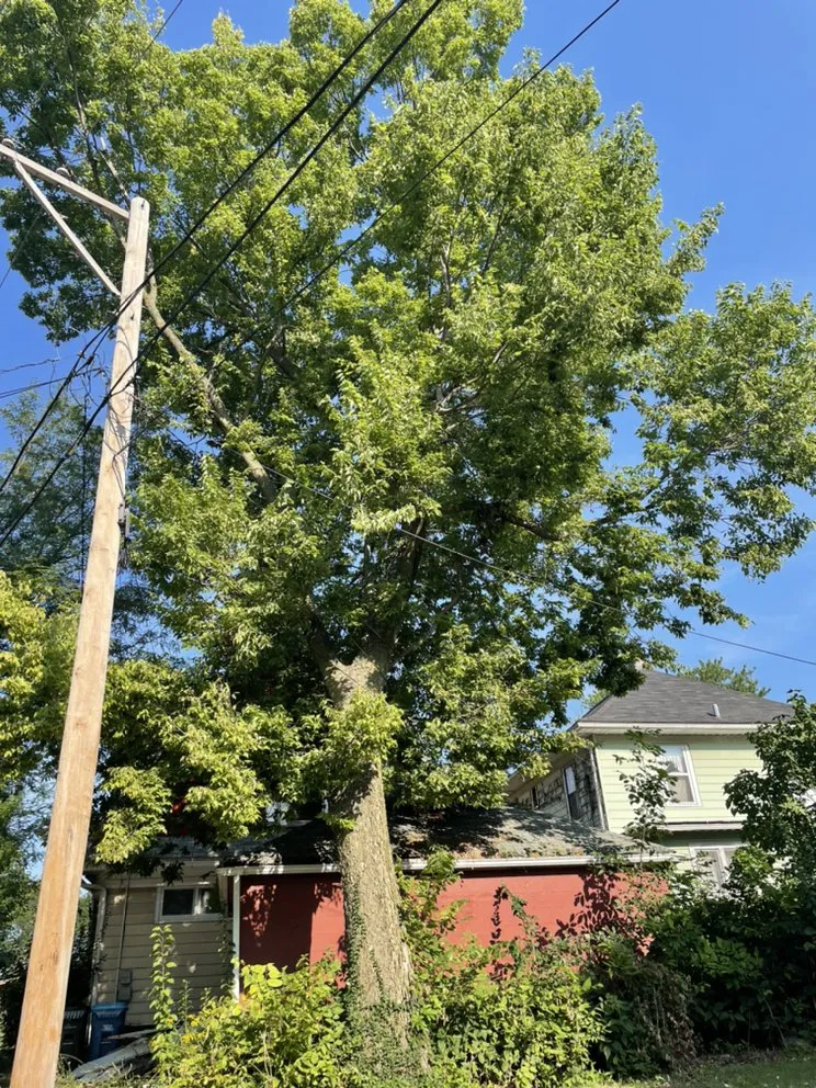 Expert yard cleanup service for residential properties in Carpentersville, IL by Cypress Tree Care & Landscaping