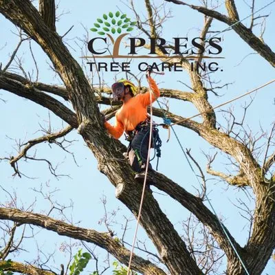 Cypress Tree Care & Landscaping