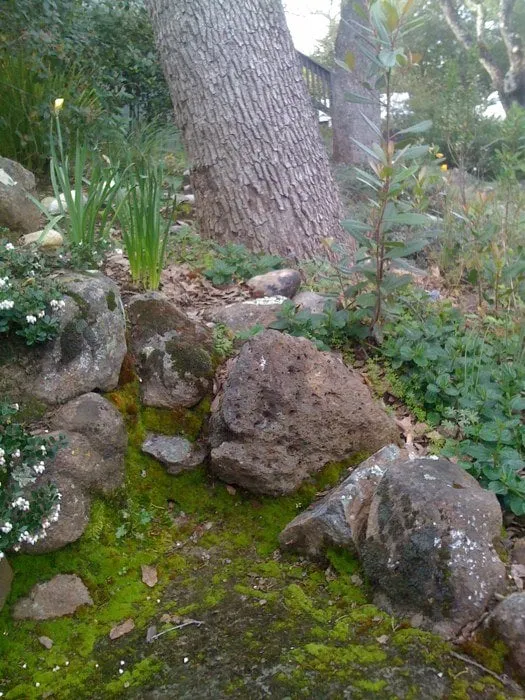 Custom yard maintenance for beautiful yards in San Jose, CA by Cyprex Construction Landscapes