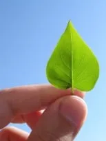 Local yard cleanup service experts serving San Jose, CA - Cyprex Construction Landscapes