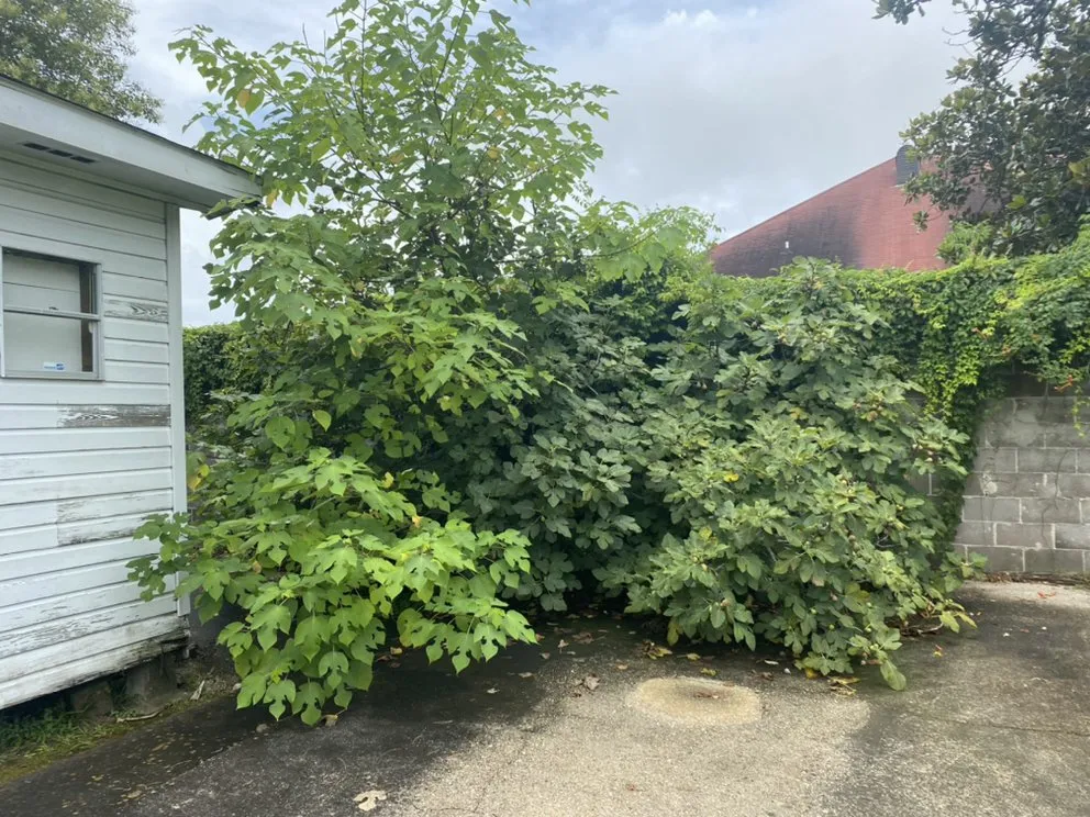 Affordable outdoor landscaping in Baton Rouge, LA - Cyrus Architectual Landscaping