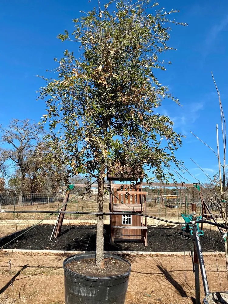 Custom landscape installation experts serving Austin, TX - D & B Tree Company